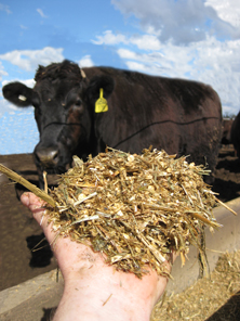 Steer with feed